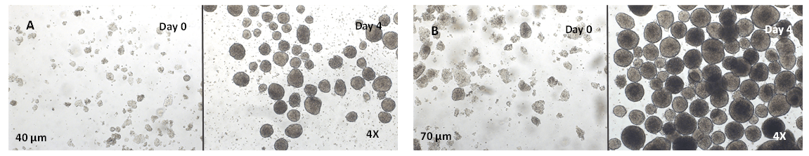 Stem Cells-3D Culture and Scale-up of hPSCs | TheWell Bioscience